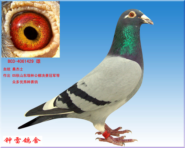 桑杰士1429
