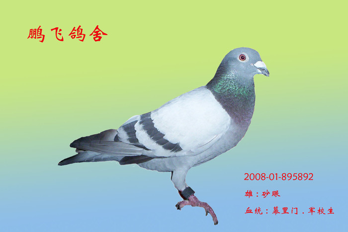 爱鸽