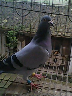 广安鸽子，朋友支援