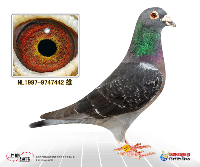 NL1997-9747442  精典杰克