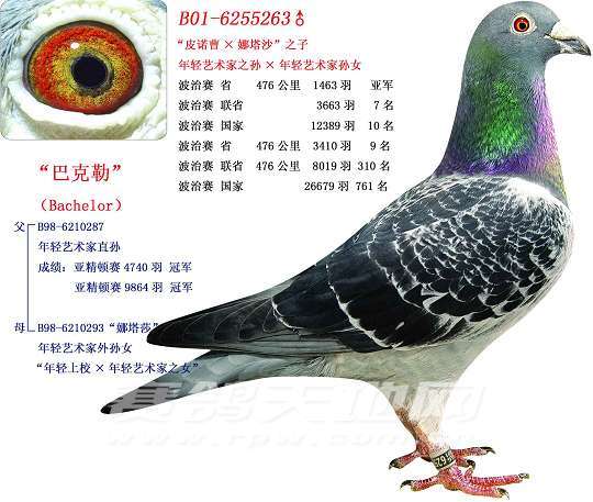 铭鸽欣赏