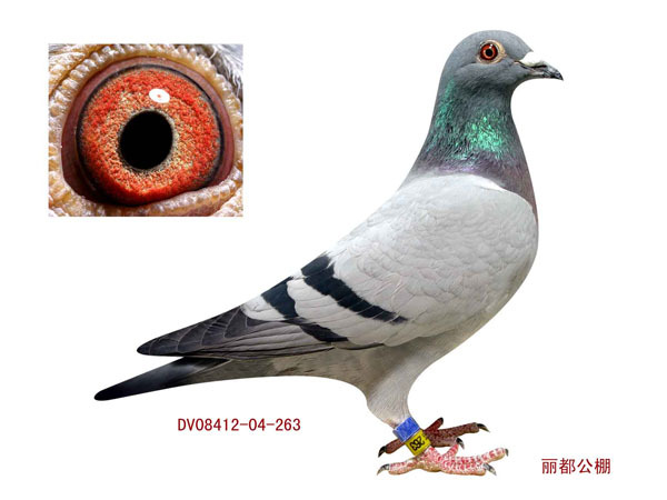 丽都