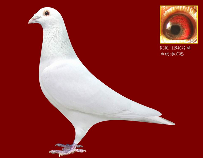 白雪战士