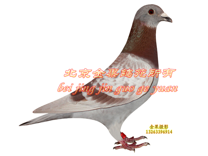 佛巴斯