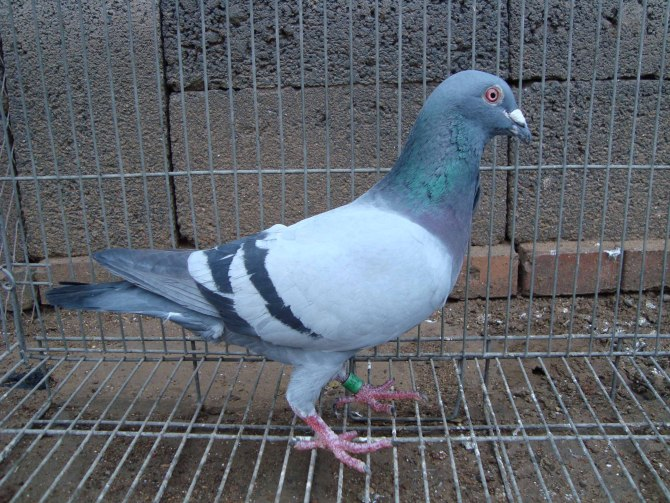 2007天津特比