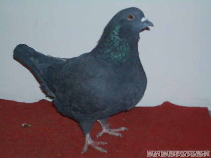 黑王鸽