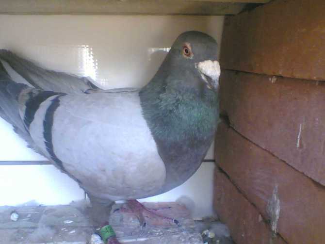 AAAAA 