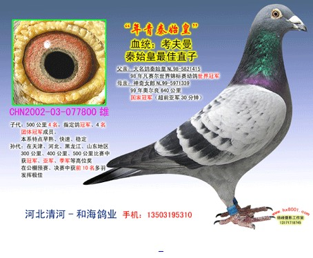 年轻秦始皇