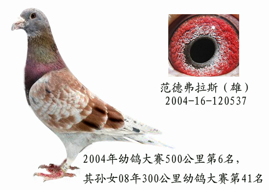 范得佛拄拉斯
