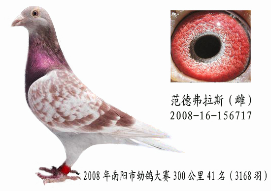 范得佛拉斯