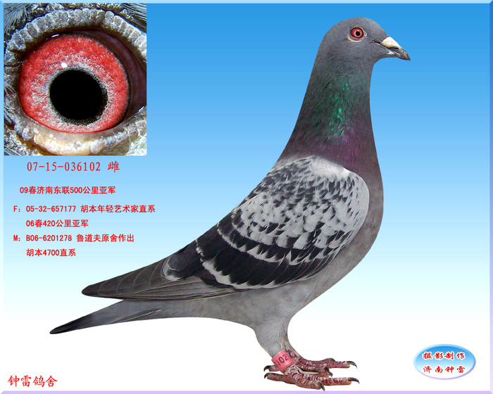 胡本102