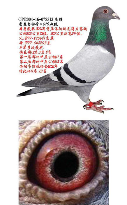 CHN2004-16-072313灰 雄 詹森