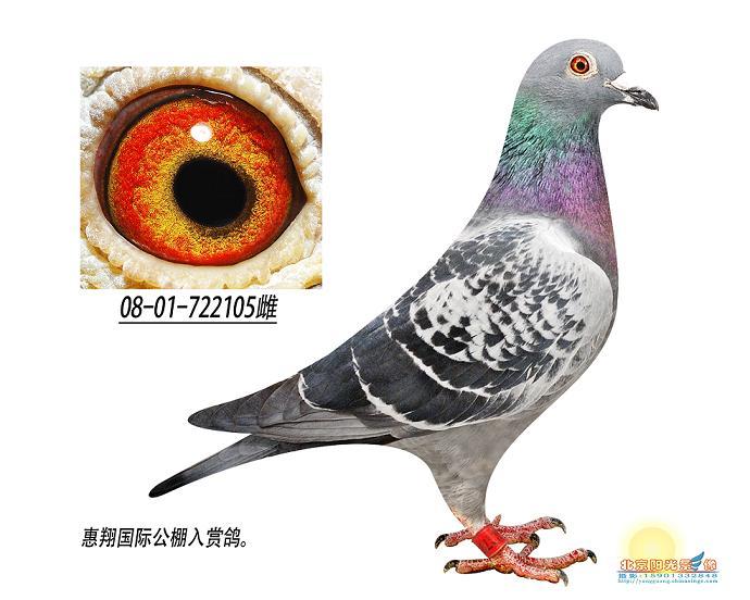 惠翔入赏鸽 4名之母