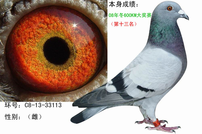 08大奖赛 第十三名