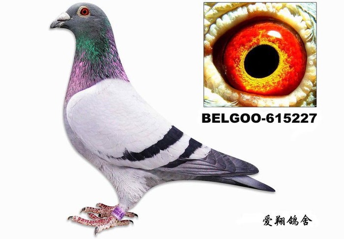 胡本血系种鸽