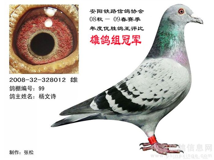 鸽王