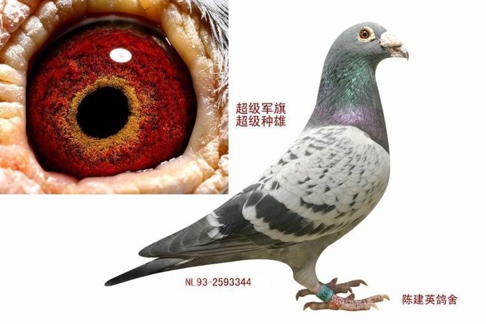 超级军旗NL93-2593344