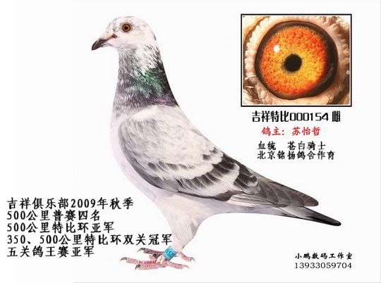 吉祥俱乐部2009年秋五关鸽王亚军