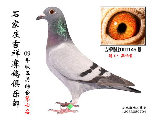 吉祥俱乐部2009年秋五关鸽王7名