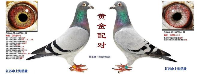 黄金配对
