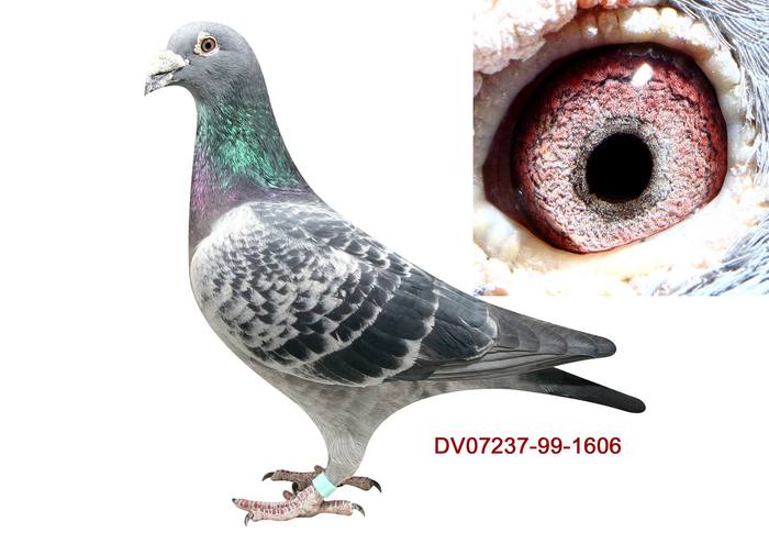 黑桃国王1606-鸽王黑桃A128直孙，全德冠军153直子