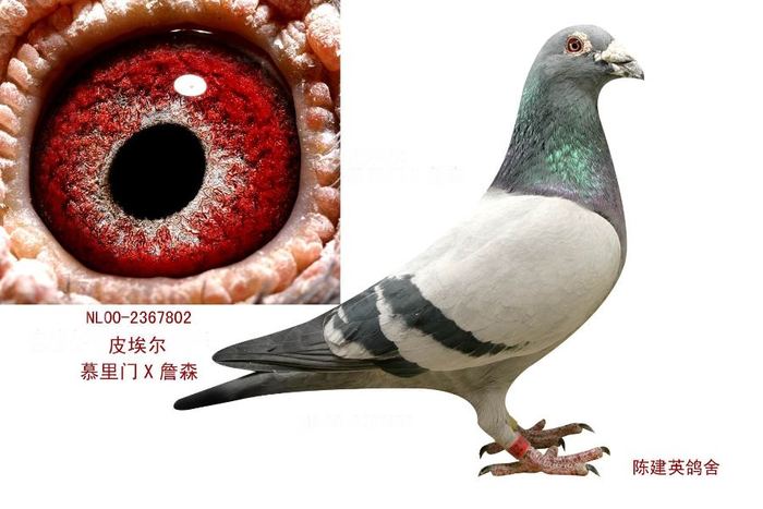 超级国王802-皮埃尔.瓦森原舍NL00-2367802