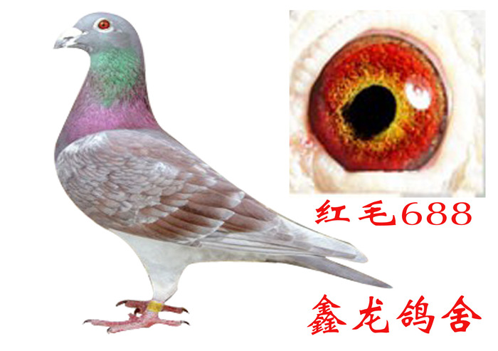 红毛668