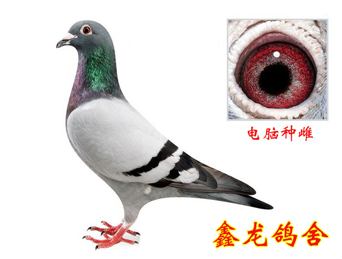 电脑金母