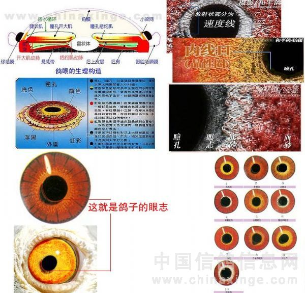 这就是鸽眼