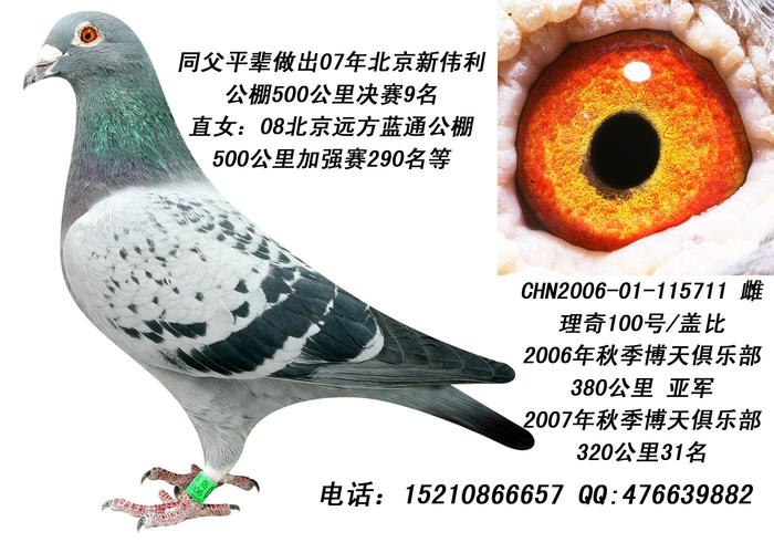 地方有限，种赛鸽转让，多购优惠！