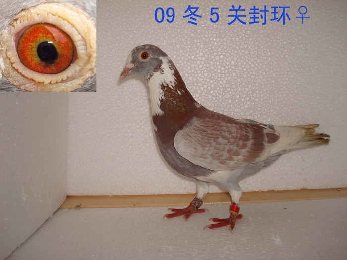 09年台鸽，福建台鸽，台湾天落鸟