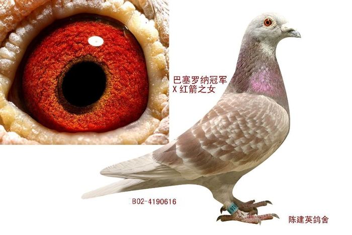 巴塞王子-红色巴塞罗那冠军直子B2002-4190616