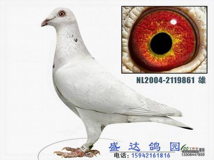 鸽王巴卡迪