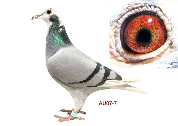 夺葵制黑妞妞-甘纳斯原舍AU2007-GFL-7