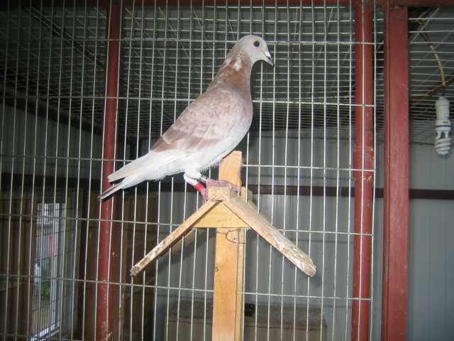 2008年怀密平三区特比14名