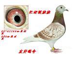 小红蜻蜓