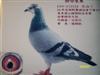 本舍代表种公