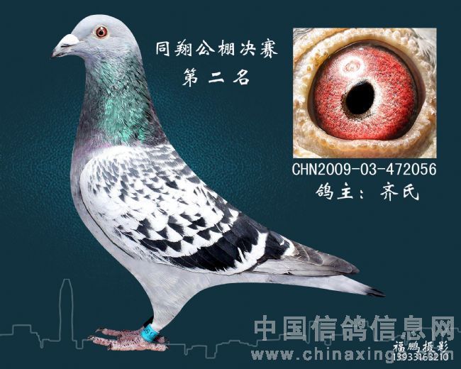 成绩鸽