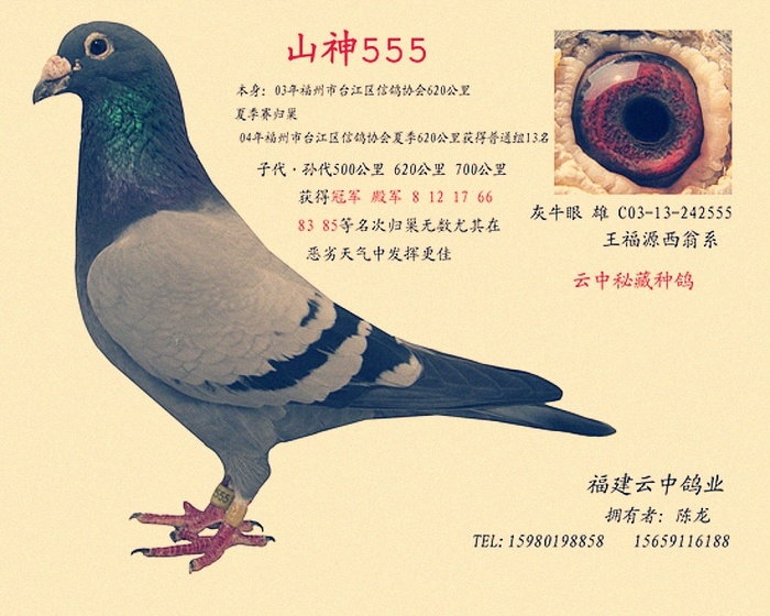 山神555