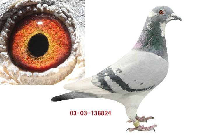 CHN2003-03-138824雌、桑洁士-第一武士直孙×贝克詹森