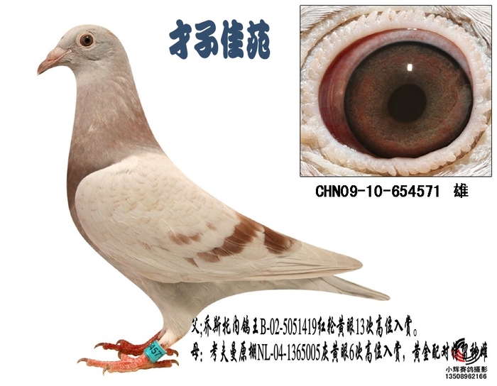 乔斯托内