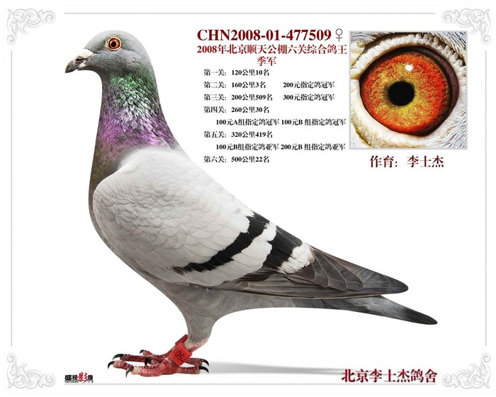 我的鸽子