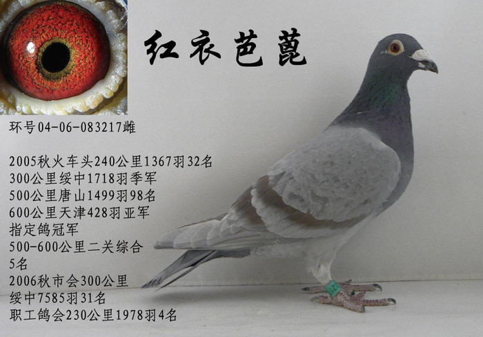 红衣芭蓖