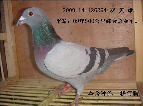 宇轩 杨阿腾