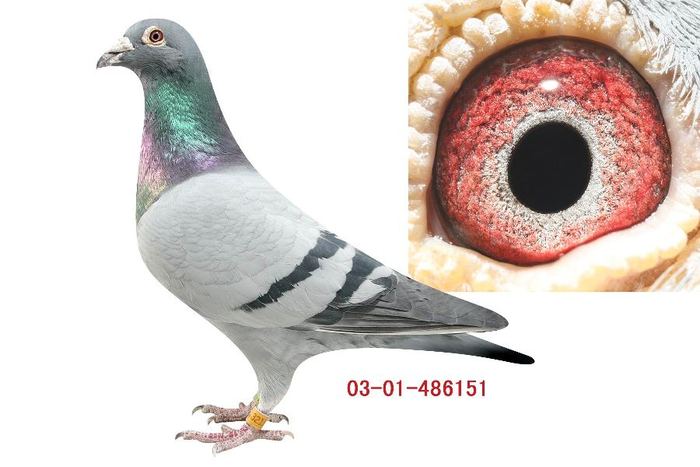 CHN2003-01-486151雄、超级军旗”x“亚精顿”冠军直女