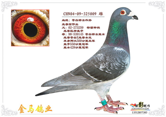 苍白骑士外孙
