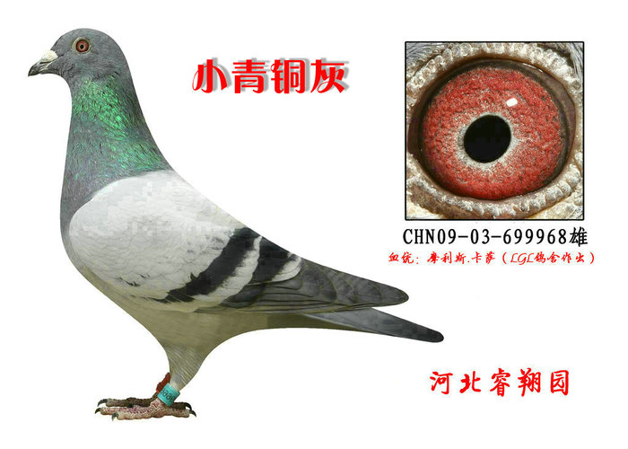 摩利斯卡萨