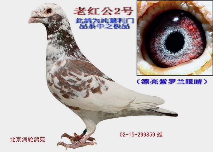 老白花