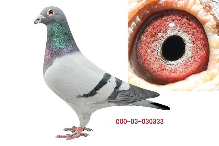 CHN2000-03-030333雄、山普森（小辣椒直孙）