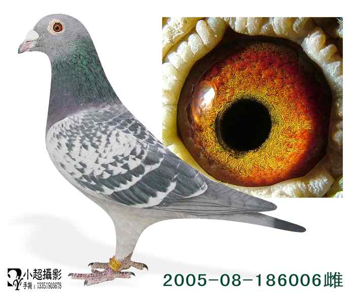 本身500公里季军